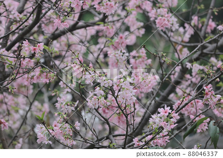 the Pink Prunus Campanulata Flower at TKO Park the Pink Prunus Campanulata Flower at TKO Park 88046337