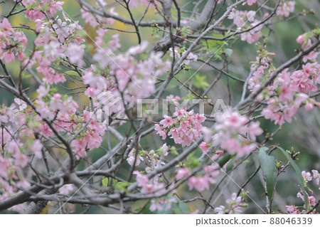 the Pink Prunus Campanulata Flower at TKO Park the Pink Prunus Campanulata Flower at TKO Park 88046339