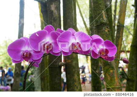 SERDANG, MALAYSIA -DECEMBER 05, 2021: Colorful tropical and exotic orchids flower in plants nursery. Some of them have made flower arrangements. Grows lush and flowers beautifully 88046416