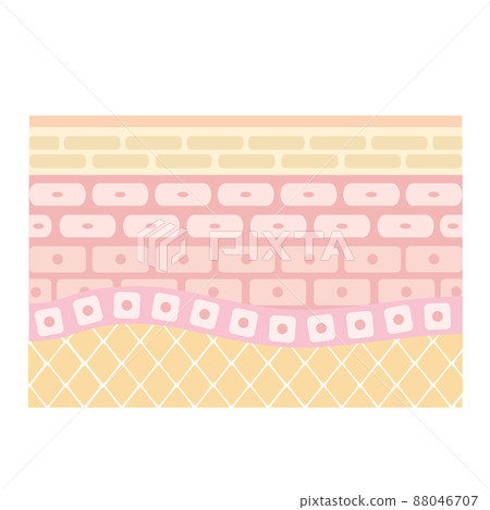 Cross section of the skin. An illustration showing the structure of healthy skin. 88046707