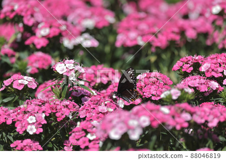 the pink Dianthus deltoides flowers in summer garden. 88046819