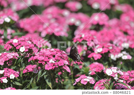 the pink Dianthus deltoides flowers in summer garden. 88046821