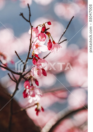 Cherry blossoms in full bloom 88047008
