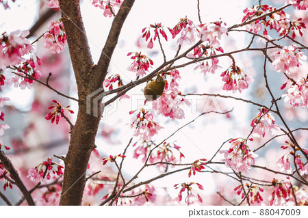 Cherry blossoms in full bloom 88047009