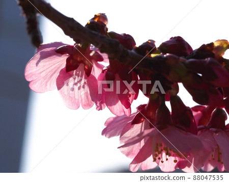 I took the picture with the back light to make the petals of the cherry blossoms transparent. I took the picture with the back light to make the petals of the cherry blossoms transparent. 88047535
