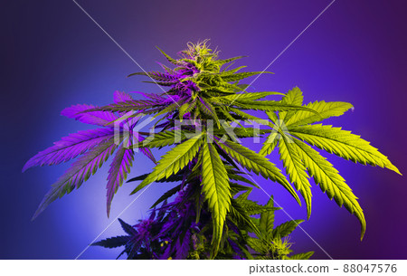 Big flowering cannabis plant in colored purple light on violet background. Big flowering cannabis plant in colored purple light on violet background. 88047576