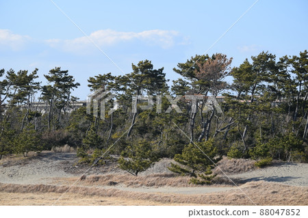 靜岡縣濱松市中田島沙丘 88047852