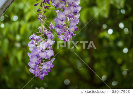 freshwater fantasy wisteria flower 88047908