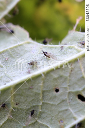 Insect damage in the field (Aphid Chinese cabbage leaf) Insect damage in the field (Aphid Chinese cabbage leaf) 88048308