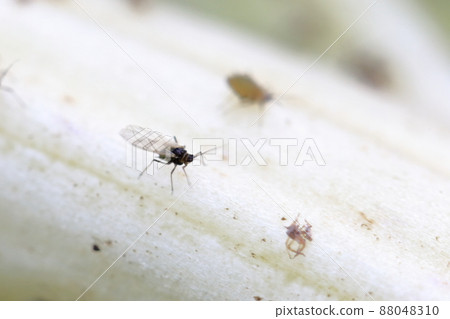 Insect damage in the field (Aphid Chinese cabbage leaf) 88048310