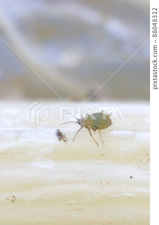 田間蟲害（蚜蟲大白菜葉） 88048312