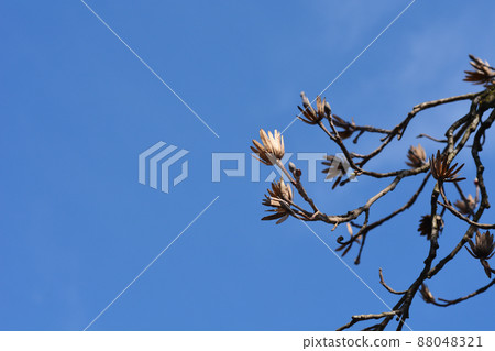 Tulip tree Tulip tree 88048321