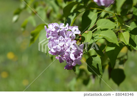 Lilac Esther Staley 88048346