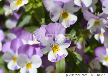 Horned violet Pink Wing Viola Horned violet Pink Wing Viola 88048354