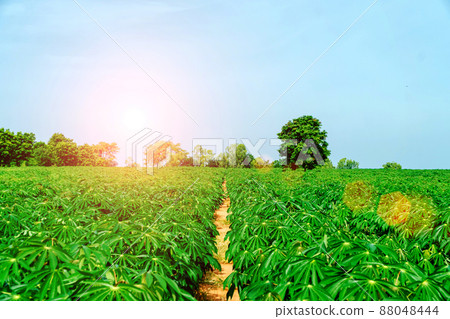 This is the landscape of cassava plantation in the Thailand. The cassava tree in farm with sunset for the background, Growing cassava, young shoots growing. row of cassava tree in field. This is the landscape of cassava plantation in the Thailand. The cassava tree in farm with sunset for the background, Growing cassava, young shoots growing. row of cassava tree in field. 88048444