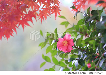 茶梅花和彩色楓葉 88048525