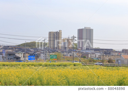 油菜花與街景（愛知縣日新市狛木町） 88048898