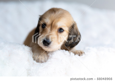小狗 Kaninhen 臘腸 小狗 Kaninhen 臘腸 88048908