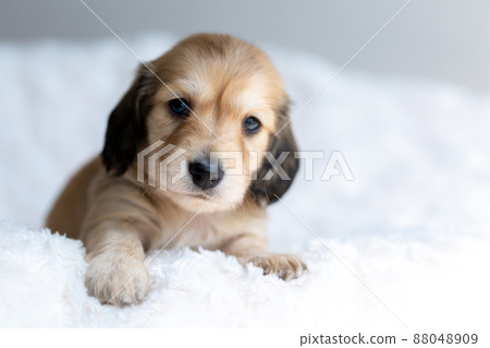 Puppy Kaninhen Dachshund Puppy Kaninhen Dachshund 88048909