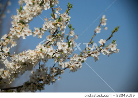 closeup of cherry blossom branch on blue sky background 88049199