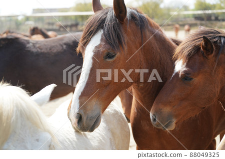 動物救援中心的小馬(小馬) 動物救援中心的小馬(小馬) 88049325