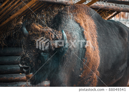 Huge mammal the European Bison in an aviary. Wild animals scenery in neutral colors. 88049341