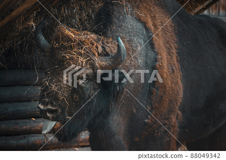 Huge mammal the European Bison in an aviary. Wild animals scenery in neutral colors. 88049342