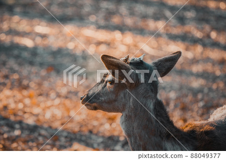 The head of a beautiful Deer doe in a sunlight. Wild animal 88049377