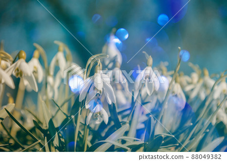 The first snowdrop flowers in the park. Spring blurred background, selective focus. 88049382