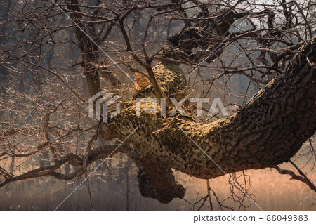 Old tree branch with moss in the sunlight, aesthetic nature landscape Old tree branch with moss in the sunlight, aesthetic nature landscape 88049383