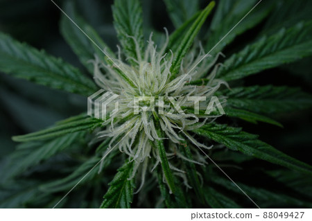 Hemp cone. Macro view of blooming cannabis bud with white stigmas, growing concept. Marijuana flowers close-up Hemp cone. Macro view of blooming cannabis bud with white stigmas, growing concept. Marijuana flowers close-up 88049427