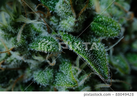 Hemp cone. Macro view of blooming cannabis plant with trichomes close-up, growing concept 88049428