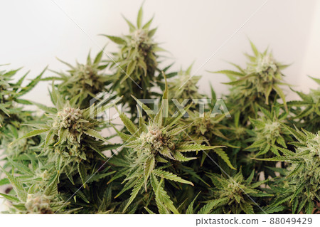 Blooming cannabis bush. Fresh marijuana plant in a grow bag. Green hemp buds 88049429
