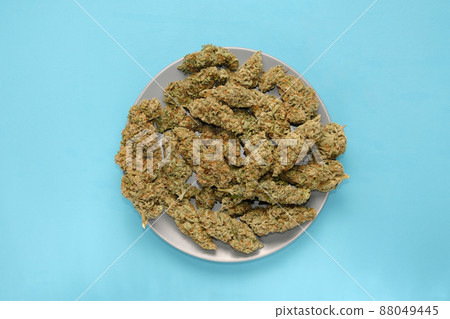Micro-dosing concept. Cannabis drying flowers on a plate, blue layout. Marijuana blooms 88049445