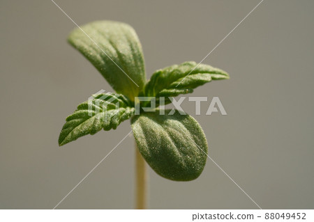 Cannabis sprout close up. Fresh young marijuana seedling 88049452