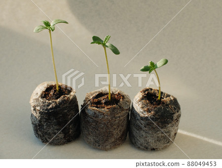 Cannabis seed Starting with Coconut Coir Pellets. Marijuana growing. 88049453