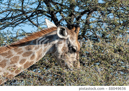 Closeup of a giraffe eating scrubs from a bush Closeup of a giraffe eating scrubs from a bush 88049636