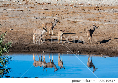 Kudu and Impalas near a waterhole in Etosha Kudu and Impalas near a waterhole in Etosha 88049637
