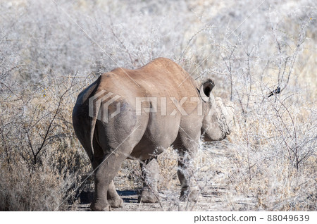 Black Rhinoceros Browsing under a tree. 88049639