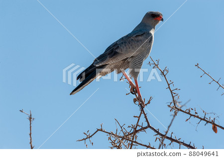 A Pale Chanting-goshawk - Melierax canorus- Sitting on Branch in Etosha National Park A Pale Chanting-goshawk - Melierax canorus- Sitting on Branch in Etosha National Park 88049641