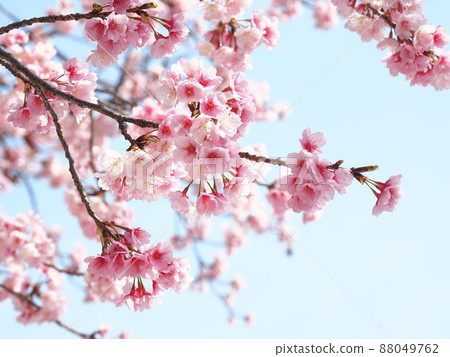 Angyo Sakura Angyo Sakura 88049762