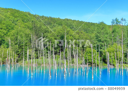 [Hokkaido] Blue pond under sunny summer weather (Biei Town) 88049939