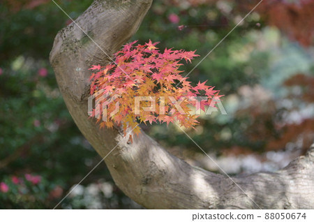 The real thrill of hunting for autumn leaves 88050674