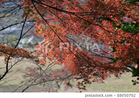 Autumn leaves seen from the upper reaches of the Nagara River Autumn leaves seen from the upper reaches of the Nagara River 88050702