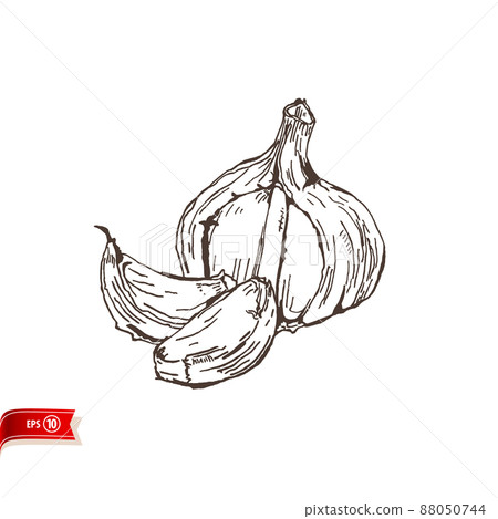Hand drawn bulb of garlic with clove isolated on white background. Vector sketch for poster, web design, banner, card, flyer, icon, logo or badge. Hand drawn bulb of garlic with clove isolated on white background. Vector sketch for poster, web design, banner, card, flyer, icon, logo or badge. 88050744