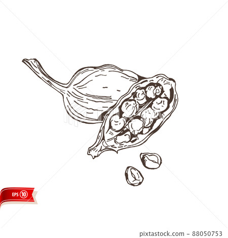 Hand drawn cardamom seed pods isolated on white background. Vector sketch for poster, web design, banner, card, flyer, icon, logo or badge. Hand drawn cardamom seed pods isolated on white background. Vector sketch for poster, web design, banner, card, flyer, icon, logo or badge. 88050753