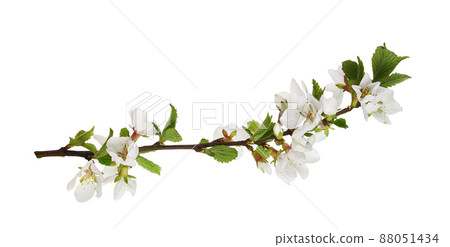 Spring twig of prunus tomentosa (wild cherry) isolated Spring twig of prunus tomentosa (wild cherry) isolated 88051434