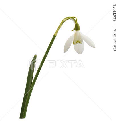 Snowdrop flower and green leaf isolated 88051438