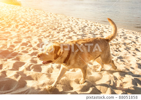 Happy Labrador retriever running through sand, dog on the beach. Sun flare Happy Labrador retriever running through sand, dog on the beach. Sun flare 88051858