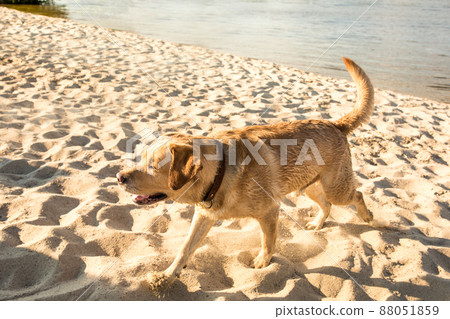 Happy Labrador retriever running through sand, dog on the beach. 88051859